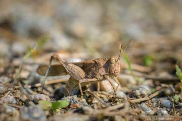 A Blue Winged Grasshopper sitting on the ground