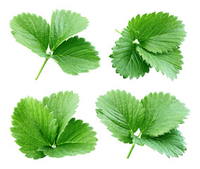 Collection strawberry leaves isolated