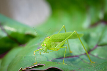 A Mediterranean katydid sitting on a green leaf