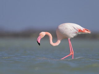 A Greater Flamingo walking in the water looking for food