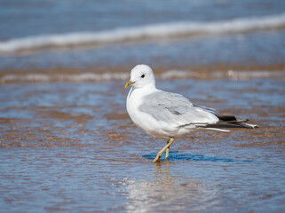 A common gull standing on the beach