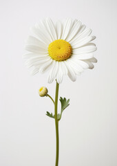 Flower white summer daisy beauty isolated closeup blooming yellow nature floral plant blossom