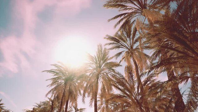 Palm trees and blue sky at tropical coast