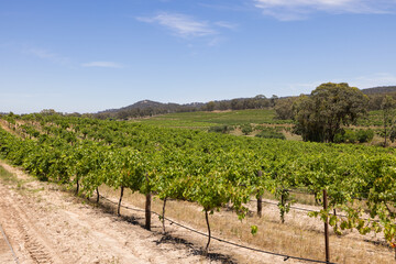 Views of the vineyards in the Clare Valley region of South Australia