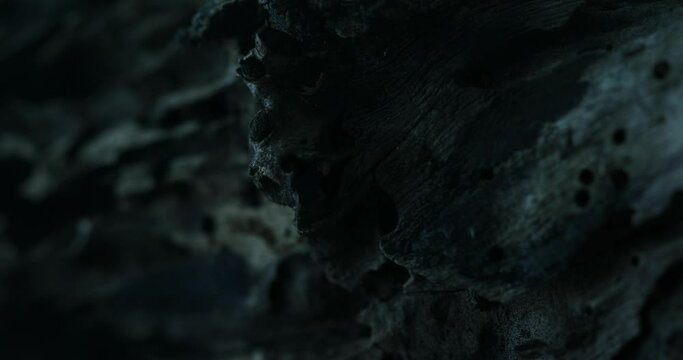 Nocturnal Wood Texture with Holes. Close-up, shallow dof.