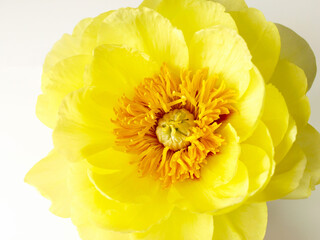 牡丹の花、白背景にボタンの花、黄色い牡丹
