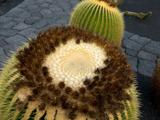 Close up view. Golden Barrel Cactus or Echinocactus grusonii. Seen in Jardin de Cactus, Lanzarote, Canary Islands, Spain