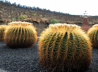 Close up view. Golden Barrel Cactus or Echinocactus grusonii. Seen in Jardin de Cactus, Lanzarote,...