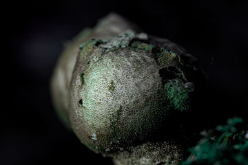 close up of a bovist