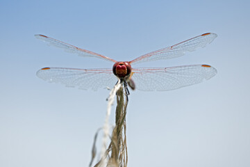 Close-up of a  ruddy darter, head in focus