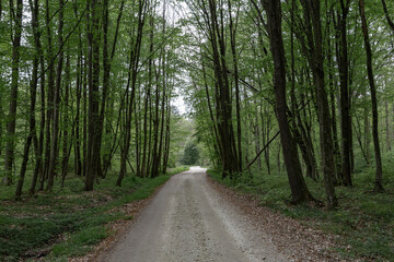 A scenic landscape of a road in the forest with trees on each side of the way.