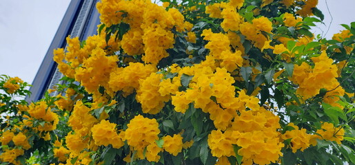 Gingerthomas yellow flower bouquet. Yellow Bell Yellow Elder or Trumpet Vine is in the Bignoniaceae family. Scientific name Tecoma Stans (L.) Kunth. It is commonly grown as an ornamental shrub 
