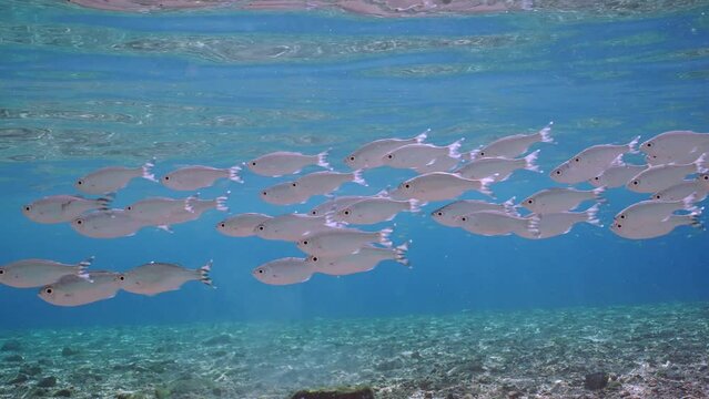 Shoal of Barred flagtail, Fiveband flagtail or Five-bar flagtail (Kuhlia mugil) floats in blue water over sandy bottom on sunny day in sunbeams, Slow motion