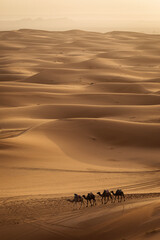 Camel caravan between beautiful dunes of desert in Sahara, Merzouga, Morocco - obrazy, fototapety, plakaty