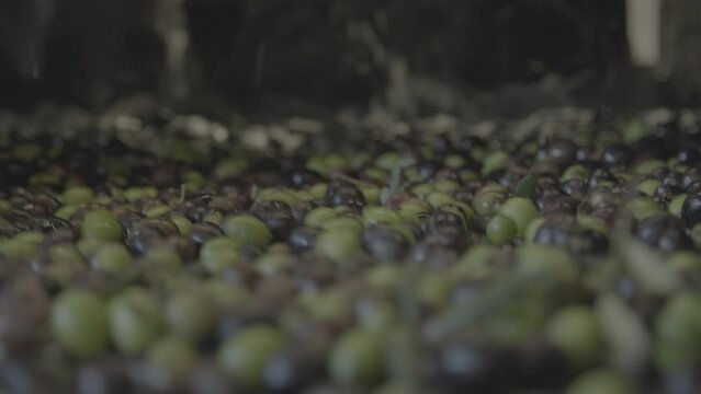 SARDINIAN ITALIAN OLIVE OIL