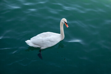 Cisne branco a nadar na água do lago azul num dia ensolarado, com algumas ondulações sobre a água