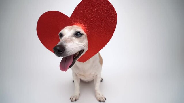 Adorable small dog Jack Russell terrier in red heart shaped decoration on the head looking at camera and smiling and then leaving the frame.  Happy Valentine video postcard 