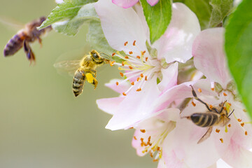 Flying honey bee collecting bee pollen from apple blossom. Bee collecting honey.