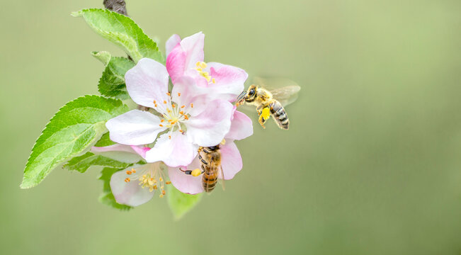 Flying honey bee collecting bee pollen from apple blossom. Bee collecting honey.