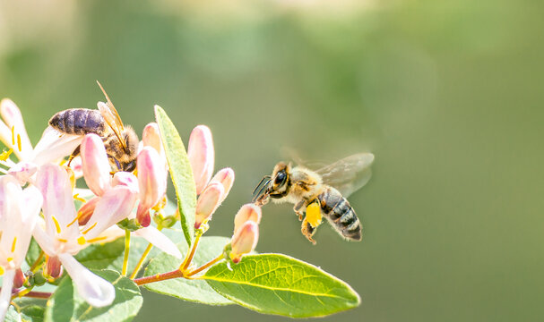 Flying honey bee collecting bee pollen from apple blossom. Bee collecting honey.