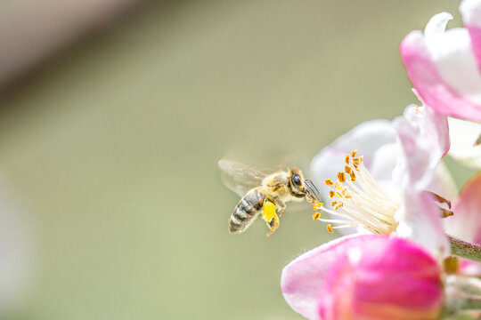 Flying honey bee collecting bee pollen from apple blossom. Bee collecting honey.