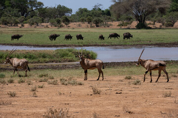 Naklejka na ściany i meble herd of elanantelope in the savanna of Africa