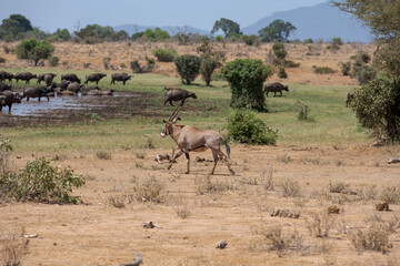 Naklejka na ściany i meble herd of elanantelope in the savanna of Africa