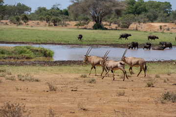 herd of elanantelope in the savanna of Africa