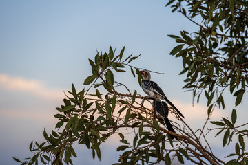 hornbill bird on the tree
