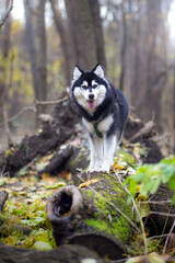 Siberian husky dog climbing on tree in the forest