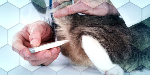 Cat at the vet clinic, geometric pattern