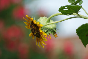 Beautyful sunflower in the garden - 711372804