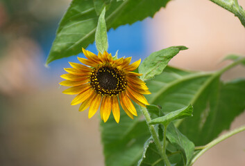 Beautyful sunflower in the garden - 711372805