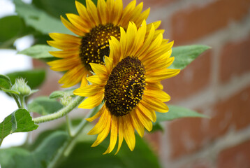 Beautyful sunflower in the garden - 711372826