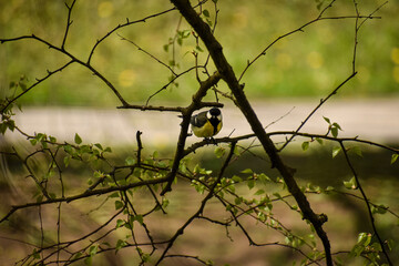 bird on a branch