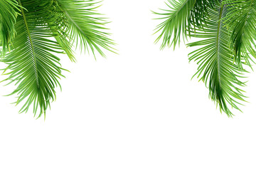 Palm leaves isolated on white	
