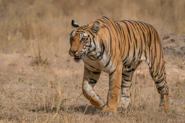 Tiger, Bengal Tiger (Panthera tigris Tigris), walking in Bandhavgarh National Park in India                 