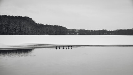 Winterlandschaft - Snow  - Winter - Cold - Background - Black - White - Landscape - Water - Lake -...