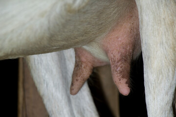 closeup of female goat's nipples in the pen, heavily pregnant goat, enlarged milk sac