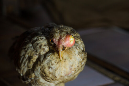closeup of sick chicken with enlarged eyes, swollen chicken eyes, chickenpox in chickens (Infectious Coryza)