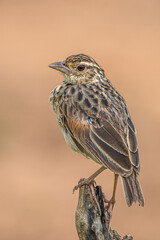 female house sparrow