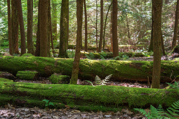 Forest Floor at Allegheny National Forest in Pennsylvania