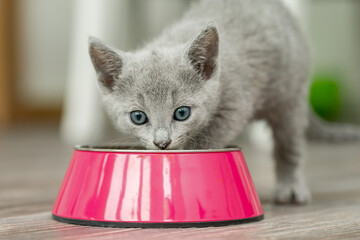 Kleines Kätzchen frisst Futter aus dem Futternapf in der Wohnung 