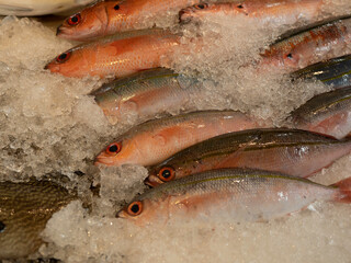 沖縄県の県魚グルクン