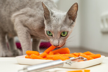 Gemüse für die Katze: Russisch Blaue Katze erwischt beim Fressen von Möhren in der Küche