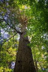 Canopy in the Woods of Allegheny National Forest
