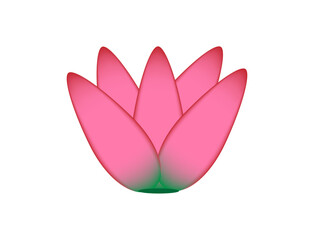 a pink lotus on a white background