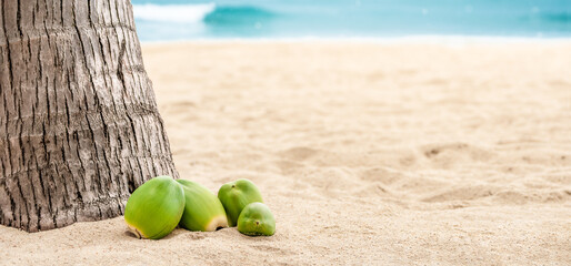 Coconuts on the beach with copy space. Green Coconuts laying on sand with palm tree, summer day.