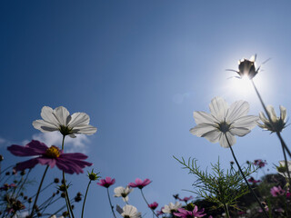 コスモス