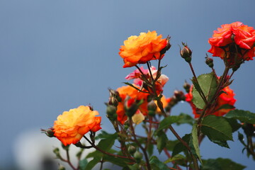 Obraz premium The view on the yellow bush roses blooming with the blue sky on the background